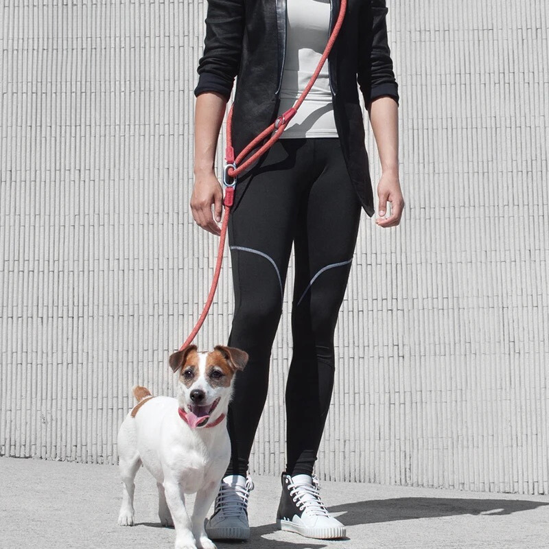 Bunte Sicherheitsleine für Hunde: Reflektierend und Superstark für sichere Spaziergänge